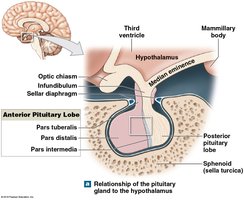 Relationship of the pituitary gland to the hypothalamus
