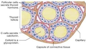Thyroid follicle structure