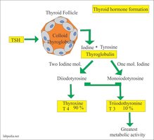 Thyroid hormone synthesis