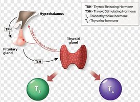 Thyroid hormone regulation