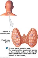 Location of parathyroid glands