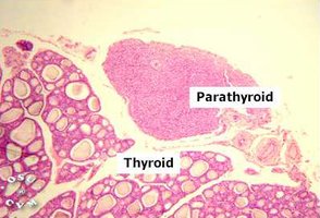 Thyroid and parathyroid histology