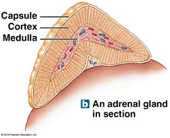 Adrenal gland in section