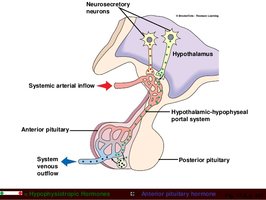 Hypophyseal portal system