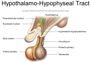 Hypothalamo-hypophyseal tract