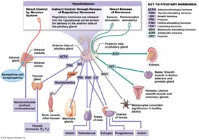 Pituitary gland hormones and their targets