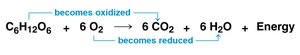 Equation for cellular respiration showing oxidation of glucose and reduction of oxygen