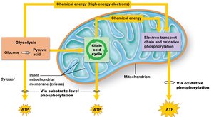 Diagram of cellular respiration in the mitochondrion, showing glycolysis, citric acid cycle, and electron transport chain