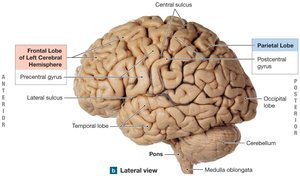 Lateral view of the brain showing lobes and major landmarks