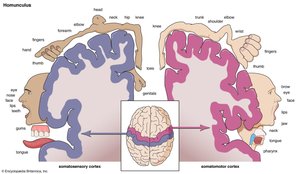 Homunculus representation on the cortex
