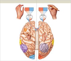 Hemispheric lateralization and functional specialization