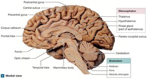 Medial view of the brain showing diencephalon and brainstem