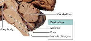 Brainstem subregions
