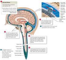 CSF circulation and ventricular system