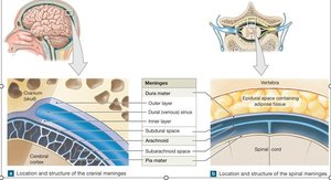 Location and structure of cranial and spinal meninges