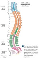 Adult vertebrae and spinal cord, lateral view
