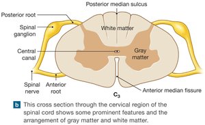 Cross section of the spinal cord showing gray and white matter