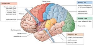 Brain lobes and their functional areas