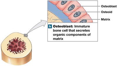 Osteoblast