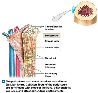 Periosteum and endosteum