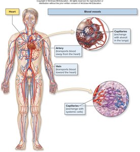 Diagram of blood vessels in the human body