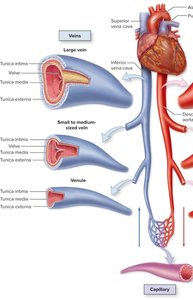 Veins and their valves