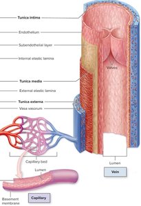 Comparison table of arteries and veins