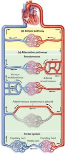 Pathways of blood vessels including anastomosis and portal system