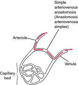 Diffusion and exchange in capillaries