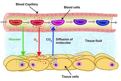 Bulk flow and pressure gradients in capillaries