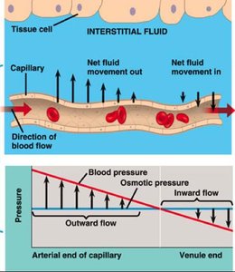 Hydrostatic and osmotic pressure in capillary exchange