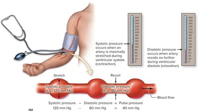 Systolic and diastolic blood pressure