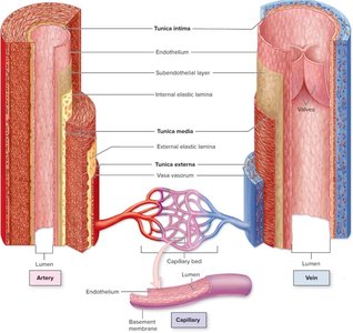 Structure of artery, vein, and capillary walls