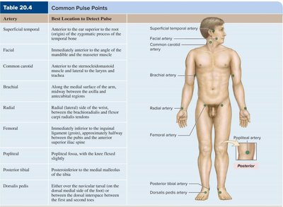 Blood pressure gradient from arteries to veins
