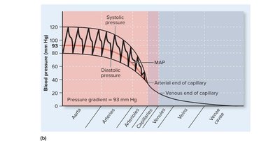 Factors affecting blood pressure: vessel radius, length, viscosity