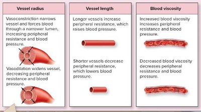 Vasoconstriction and vasodilation