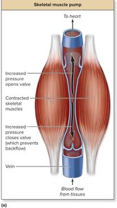 Skeletal muscle pump for venous return