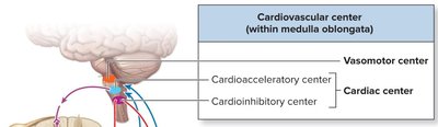 Cardiovascular center in the brainstem