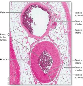 Histological section of artery and vein