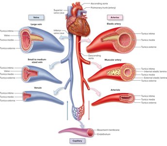 Types of arteries and veins