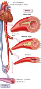 Types of arteries