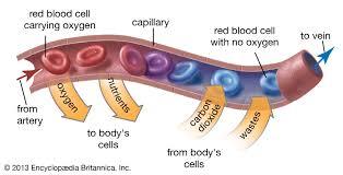 Capillary exchange of gases and nutrients