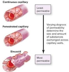 Types of capillaries and their permeability