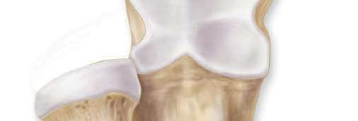 Illustration of a bone with anatomical features