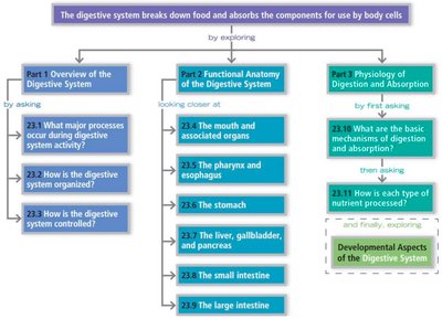 Digestive system regulation