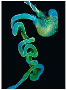 Nervous system input to GI tract