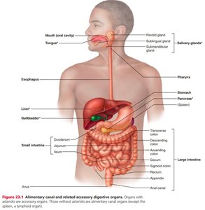 Oral cavity and associated structures