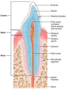 Tooth anatomy