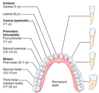 Permanent teeth