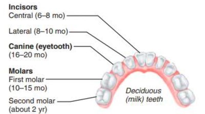 Deciduous teeth